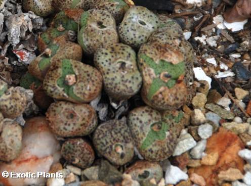 Conophytum obcordellum succulent seeds