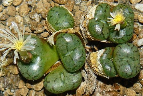 Conophytum obcordellum declinatum Mesemb seeds