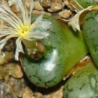 Conophytum obcordellum declinatum