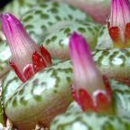 Conophytum obcordellum planta suculenta semillas