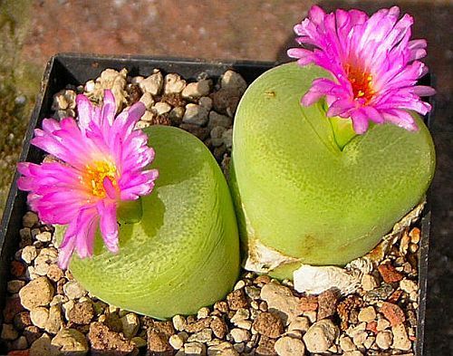 Conophytum pillansii stone plant seeds