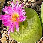 Conophytum pillansii Piante succulente semi