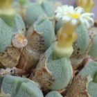 Conophytum quaesitum syn: Ophthalmophyllum quaesitum Samen