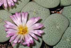 Conophytum ruschii syn: Ophthalmophyllum jucundum subs. ruschii seeds