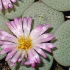 Conophytum ruschii syn: Ophthalmophyllum jucundum subs. ruschii Samen