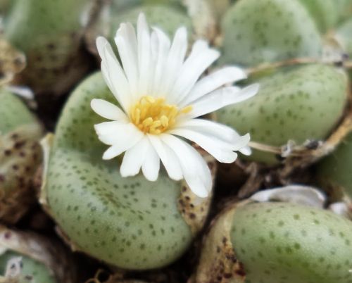 Conophytum schlechteri syn: Ophthalmophyllum schlechteri seeds