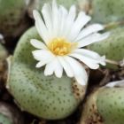 Conophytum schlechteri