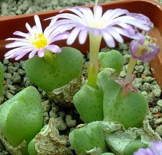 Conophytum taylorianum ssp nova syn: Ophthalmophyllum taylorianum ssp nova seeds