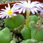 Conophytum taylorianum ssp nova syn: Ophthalmophyllum taylorianum ssp nova graines