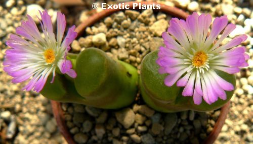 Conophytum triebneri syn: Ophtalmophyllum triebneri seeds