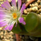 Conophytum triebneri syn: Ophtalmophyllum triebneri graines