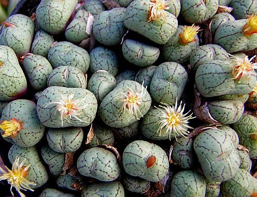 Conophytum uvaeforme stone plant seeds