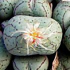 Conophytum uvaeforme Kegelpflanze Samen