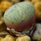 Conophytum vanherdiae syn: Ophtalmophyllum vanherdiae graines