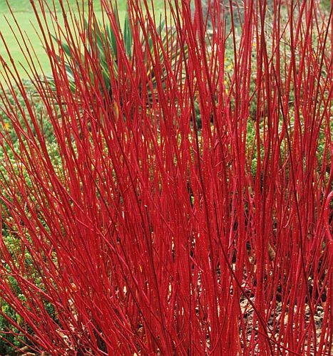 Cornus alba Red Barked Dogwood - Siberian Dogwood seeds