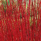 Cornus alba Cornouiller rouge graines