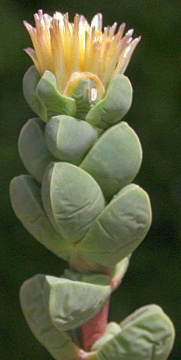 Corpuscularia lehmannii succulent seeds