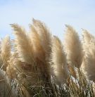 Cortaderia selloana Pink Feather Thuya de Chine graines