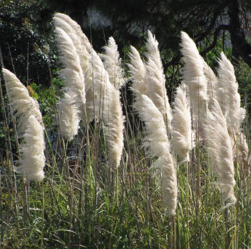 Cortaderia selloana White White Pampas Gras - White Feather seeds