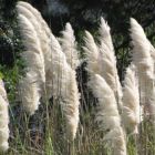 Cortaderia selloana White  semi