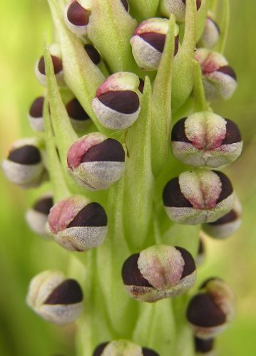 Corycium nigrescens Terrestrial orchid seeds