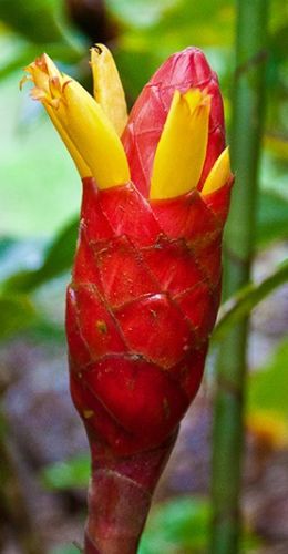 Costus erythrocoryne Costus Eskimo Kiss seeds