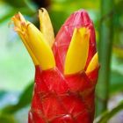 Costus erythrocoryne