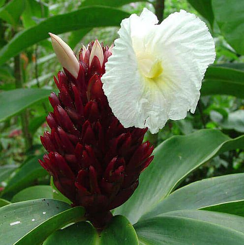 Costus speciosus Crepe Ginger seeds