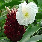 Costus speciosus Crepe Ginger graines