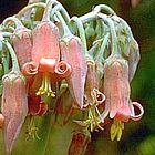 Cotyledon campanulata Crassulaceae semi