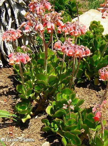 Cotyledon orbiculata pigs ear seeds