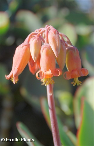 Cotyledon orbiculata pigs ear seeds