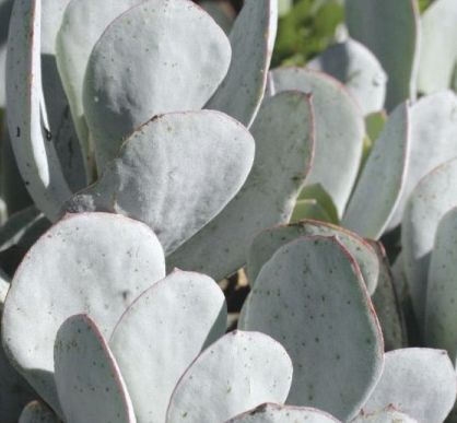 Cotyledon orbiculata Powdery White White Pigs Ear seeds