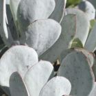 Cotyledon orbiculata Powdery White  semillas