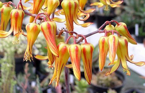 Cotyledon velutina Pigs ear seeds