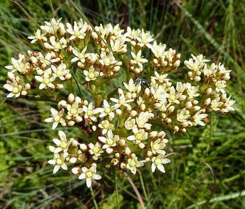 Crassula alba var alba white Crassula seeds