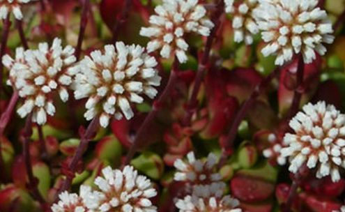 Crassula atropurpurea Purple Crassula seeds