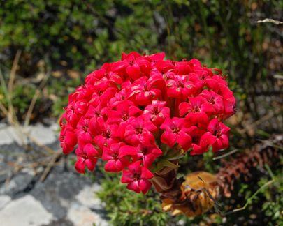 Crassula coccinea Red Crassula seeds