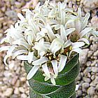 Crassula columnaris Buddhas Tempel Samen