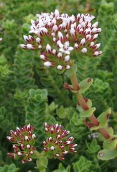 Crassula dejecta Doily Crassula seeds