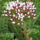 Crassula dejecta Succulente graines