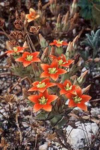 Crassula dichotoma syn: Crassula gentianoides seeds