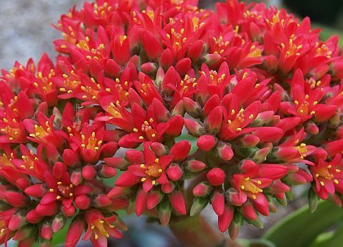 Crassula falcata airplane plant - propeller plant seeds