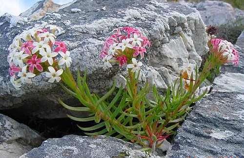 Crassula fascicularis syn. Crassula odoratissima seeds