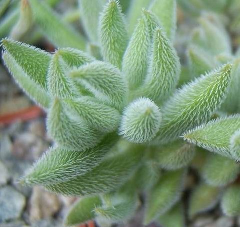 Crassula mesembryanthoides Crassulaceae seeds