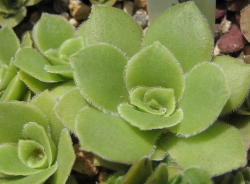 Crassula orbicularis succulent seeds