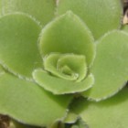 Crassula orbicularis  semi