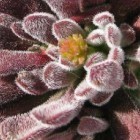 Crassula pubescens  cемян