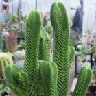 Crassula pyramidalis