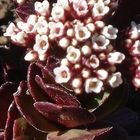 Crassula rubescens syn: Crassula natalensis Samen